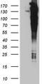 Rho/Rac Guanine Nucleotide Exchange Factor 18 antibody, TA810295, Origene, Western Blot image 