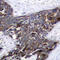 Gap Junction Protein Alpha 1 antibody, AP0355, ABclonal Technology, Immunohistochemistry paraffin image 