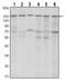 Histone-lysine N-methyltransferase SETDB1 antibody, AM06545SU-N, Origene, Western Blot image 