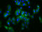 Solute Carrier Family 5 Member 4 antibody, LS-C681381, Lifespan Biosciences, Immunofluorescence image 