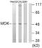 MOK Protein Kinase antibody, LS-C119330, Lifespan Biosciences, Western Blot image 