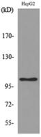 FCRH5 antibody, A06435, Boster Biological Technology, Western Blot image 