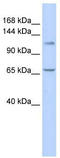 Zinc Finger And BTB Domain Containing 10 antibody, TA341386, Origene, Western Blot image 