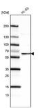 FUT4 antibody, NBP2-76487, Novus Biologicals, Western Blot image 