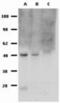 FOXP3 antibody, 14-5773-82, Invitrogen Antibodies, Western Blot image 