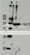 Protein SPT3 antibody, 62-005, BioAcademia Inc, Western Blot image 