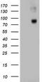Catenin Beta 1 antibody, CF502299, Origene, Western Blot image 