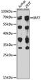 Interferon Regulatory Factor 7 antibody, GTX55682, GeneTex, Western Blot image 