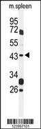 G Protein-Coupled Receptor 157 antibody, 59-429, ProSci, Western Blot image 