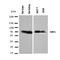 Nuclear Respiratory Factor 1 antibody, orb97074, Biorbyt, Western Blot image 