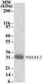 NOC2 Like Nucleolar Associated Transcriptional Repressor antibody, PA1-41264, Invitrogen Antibodies, Western Blot image 