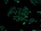 CXXC Repeat Containing Interactor Of PDZ3 Domain antibody, 11211-1-AP, Proteintech Group, Immunofluorescence image 