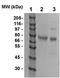 Ezrin antibody, TA354537, Origene, Western Blot image 