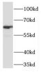 Transcription factor 7-like 1 antibody, FNab08555, FineTest, Western Blot image 