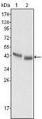 Pepsinogen 5, Group I (Pepsinogen A) antibody, M10094, Boster Biological Technology, Western Blot image 
