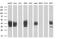 Deoxynucleotidyltransferase Terminal Interacting Protein 1 antibody, MA5-25096, Invitrogen Antibodies, Western Blot image 