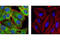 Protein lin-28 homolog A antibody, 5930S, Cell Signaling Technology, Immunofluorescence image 