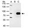 Protein Arginine Methyltransferase 7 antibody, NBP2-19939, Novus Biologicals, Immunoprecipitation image 
