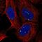 Integrator Complex Subunit 7 antibody, NBP2-68938, Novus Biologicals, Immunofluorescence image 