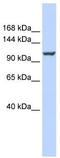 ATPase Plasma Membrane Ca2+ Transporting 4 antibody, TA335277, Origene, Western Blot image 