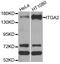 Integrin Subunit Alpha 2 antibody, LS-C349282, Lifespan Biosciences, Western Blot image 