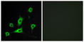 Retinol Binding Protein 5 antibody, abx013560, Abbexa, Western Blot image 