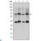 CREB-regulated transcription coactivator 3 antibody, LS-C812790, Lifespan Biosciences, Western Blot image 