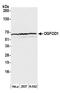 2-Oxoglutarate And Iron Dependent Oxygenase Domain Containing 1 antibody, A305-812A-M, Bethyl Labs, Western Blot image 
