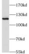 Junction Mediating And Regulatory Protein, P53 Cofactor antibody, FNab04443, FineTest, Western Blot image 