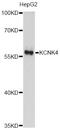 Potassium Two Pore Domain Channel Subfamily K Member 4 antibody, abx126039, Abbexa, Western Blot image 