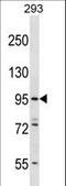 Espin Like antibody, LS-C167827, Lifespan Biosciences, Western Blot image 