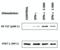 Signal Transducer And Activator Of Transcription 1 antibody, LS-B1874, Lifespan Biosciences, Functional Assay image 