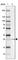 Testis Expressed 30 antibody, HPA053545, Atlas Antibodies, Western Blot image 