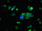 HERG antibody, LS-C671918, Lifespan Biosciences, Immunofluorescence image 