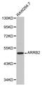 ARRB2 antibody, LS-C192426, Lifespan Biosciences, Western Blot image 