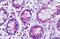 Disabled homolog 1 antibody, MBS248445, MyBioSource, Immunohistochemistry paraffin image 