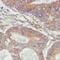 Lysophospholipase 1 antibody, FNab04905, FineTest, Immunohistochemistry frozen image 