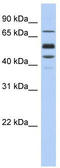 Protein S antibody, TA335142, Origene, Western Blot image 