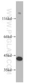 FKBP Prolyl Isomerase Like antibody, 10060-1-AP, Proteintech Group, Western Blot image 