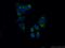 Family With Sequence Similarity 120C antibody, 25987-1-AP, Proteintech Group, Immunofluorescence image 