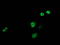 Jun Proto-Oncogene, AP-1 Transcription Factor Subunit antibody, LS-C172330, Lifespan Biosciences, Immunofluorescence image 