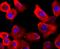 Valosin Containing Protein antibody, M00610, Boster Biological Technology, Immunofluorescence image 