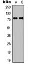 Raf-1 Proto-Oncogene, Serine/Threonine Kinase antibody, orb315679, Biorbyt, Western Blot image 