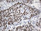 Zinc finger protein with KRAB and SCAN domains 1 antibody, LS-C795695, Lifespan Biosciences, Immunohistochemistry paraffin image 