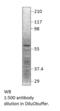 Neuropeptide Y Receptor Y5 antibody, MBS540257, MyBioSource, Western Blot image 