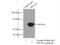 Dug antibody, 12587-1-AP, Proteintech Group, Immunoprecipitation image 