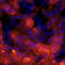 A2B5 antibody, MAB1416, R&D Systems, Immunocytochemistry image 