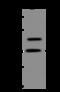 Zinc Finger Protein 839 antibody, 206729-T32, Sino Biological, Western Blot image 