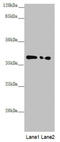 NIPP1 antibody, LS-C676298, Lifespan Biosciences, Western Blot image 
