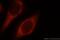 Cytochrome C Oxidase Subunit 4I1 antibody, 60251-1-Ig, Proteintech Group, Immunofluorescence image 